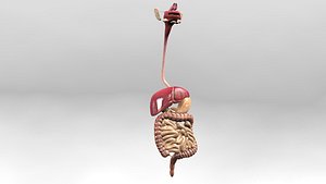 3D Human Digestive System detachable