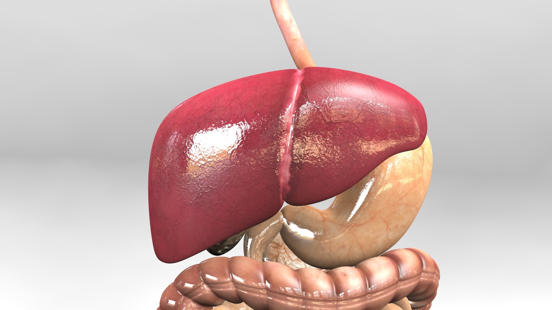 3D Human Digestive System detachable model https://p.turbosquid.com/ts-thumb/fJ/sBUl9n/bV/solid05/jpg/1722583401/1920x1080/fit_q87/d23c357c77b4e1afdfa58b905cef89a2ffb2fef8/solid05.jpg