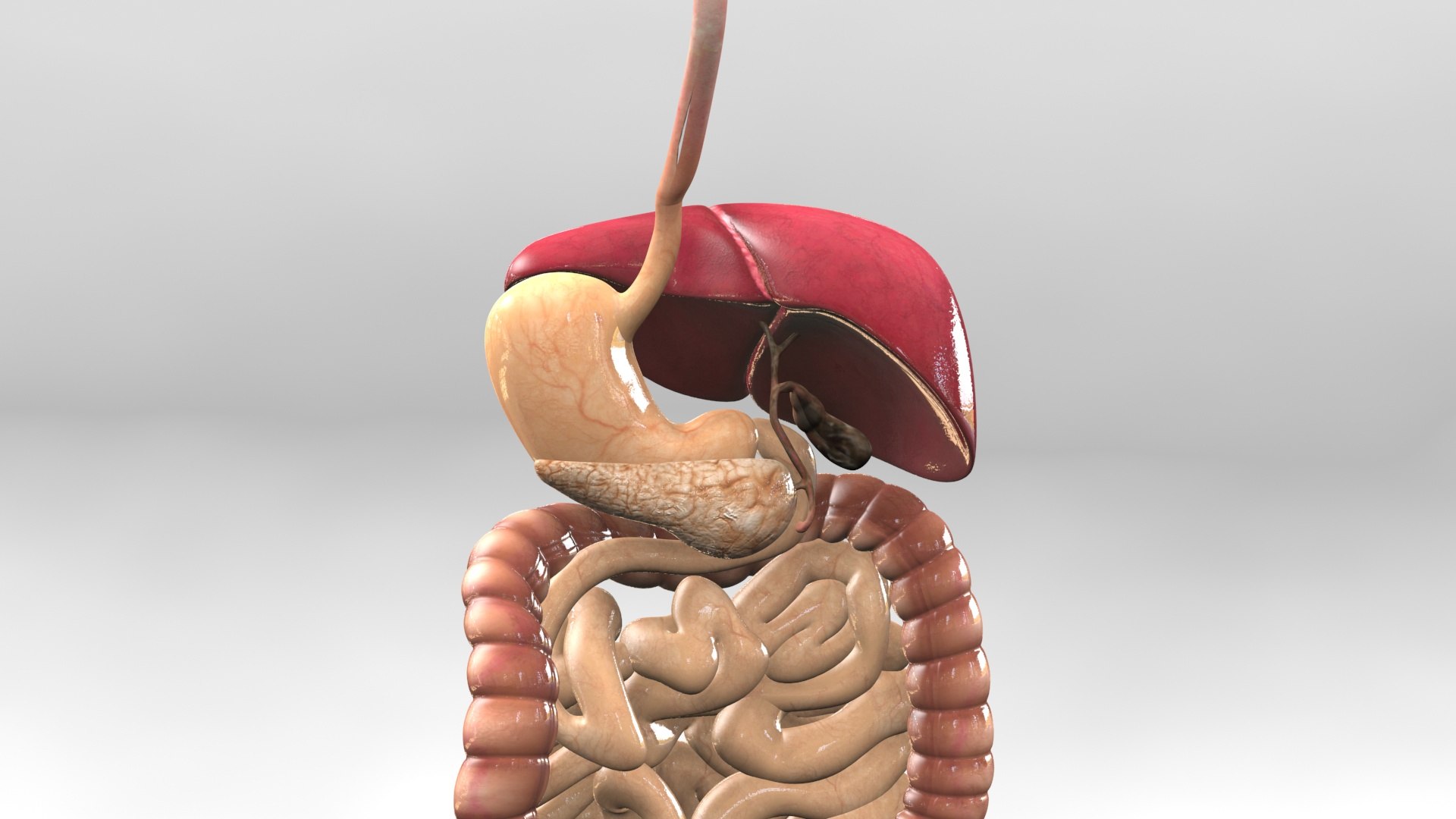 3D Human Digestive System detachable model https://p.turbosquid.com/ts-thumb/fJ/sBUl9n/nx/solid03/jpg/1722583399/1920x1080/fit_q87/0ff6c127dab718aa043430ba128db5c969ff1985/solid03.jpg