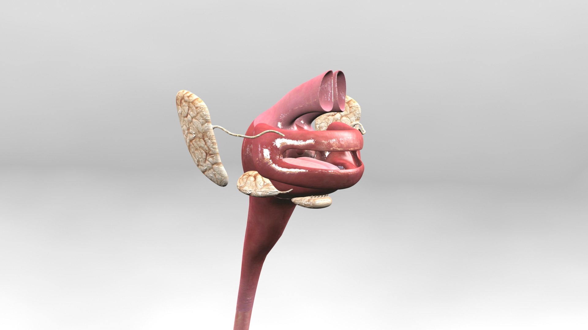 3D Human Digestive System detachable model https://p.turbosquid.com/ts-thumb/fJ/sBUl9n/sR/solid04/jpg/1722583401/1920x1080/fit_q87/c174f625ea1d7ad5ded9929889ec6a34a856d81f/solid04.jpg