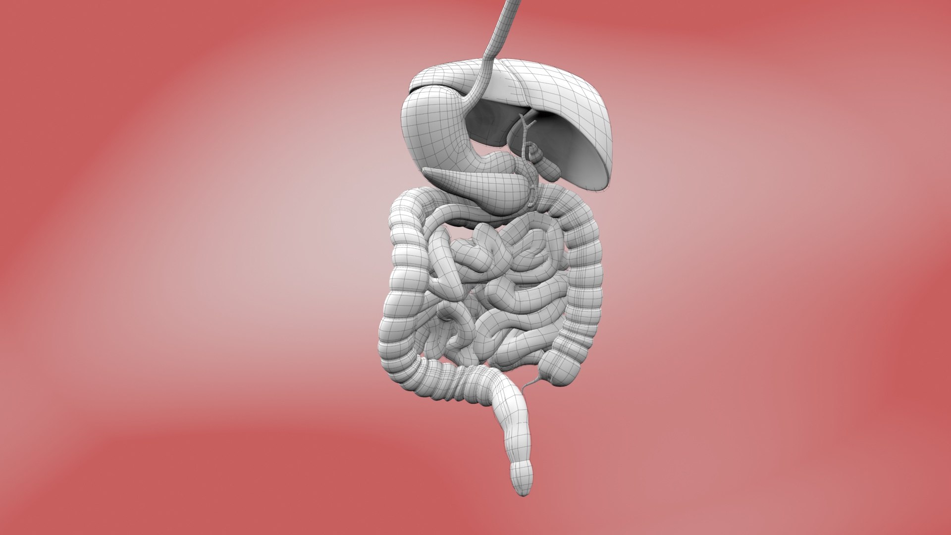3D Human Digestive System detachable model https://p.turbosquid.com/ts-thumb/fJ/sBUl9n/yS/wired02/jpg/1722583403/1920x1080/fit_q87/e5b1ecf144ee776597d2bd2c8c60a34a9b2738e4/wired02.jpg