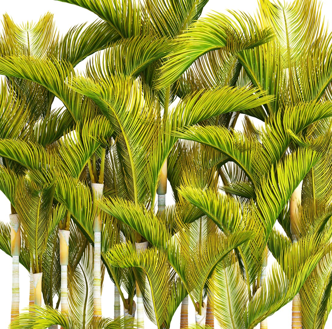tropical plants 3D model https://p.turbosquid.com/ts-thumb/fK/8DUDvi/QY4RWYDY/dypsislutescens04/jpg/1507196181/1920x1080/fit_q87/50b85132aed988135263574f8299a8df98d09976/dypsislutescens04.jpg