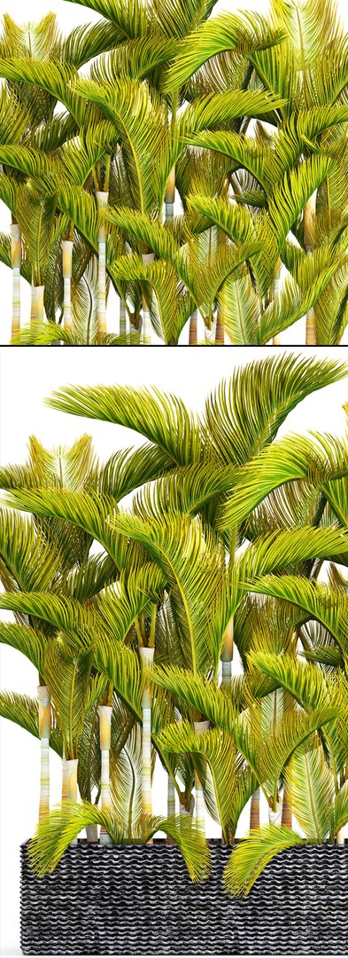 tropical plants 3D model https://p.turbosquid.com/ts-thumb/fK/8DUDvi/QfRmui4T/dypsislutescens10/jpg/1507196181/1920x1080/fit_q87/161e66457a34313e73c20270574355453be7beef/dypsislutescens10.jpg