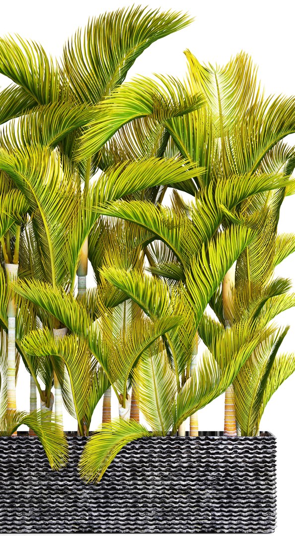 tropical plants 3D model https://p.turbosquid.com/ts-thumb/fK/8DUDvi/UsXBlZoE/dypsislutescens02/jpg/1507196181/1920x1080/fit_q87/8a20857c95b18a6c34e9eebaab74fc18ac4321bf/dypsislutescens02.jpg