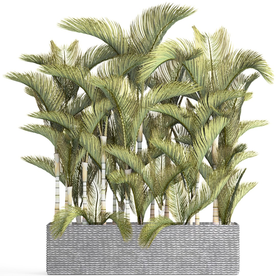 tropical plants 3D model https://p.turbosquid.com/ts-thumb/fK/8DUDvi/iUcVJhrG/dypsislutescens08/jpg/1507196181/1920x1080/fit_q87/b1108b7302c9306ba776fe85e4547448e6538d62/dypsislutescens08.jpg