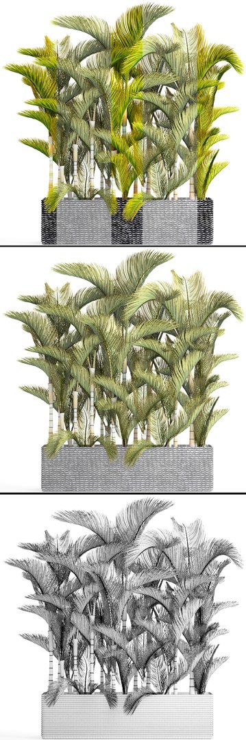 tropical plants 3D model https://p.turbosquid.com/ts-thumb/fK/8DUDvi/kg7xPzes/dypsislutescens06/jpg/1507196181/1920x1080/fit_q87/a48bfb95dc5d40783c160fe84dc8c449571b5f21/dypsislutescens06.jpg
