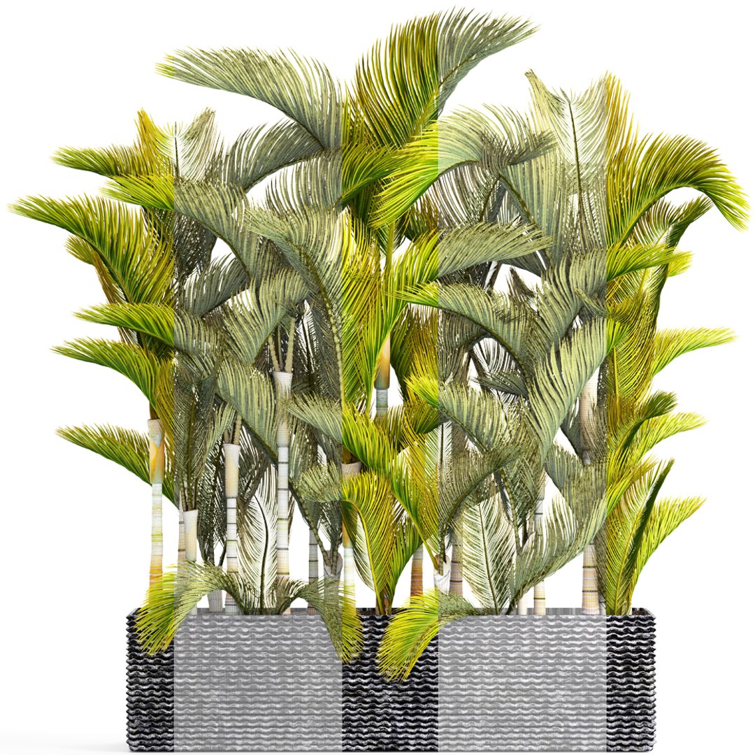 tropical plants 3D model https://p.turbosquid.com/ts-thumb/fK/8DUDvi/scXcTWXl/dypsislutescens07/jpg/1507196181/1920x1080/fit_q87/4a7938826772528550aec931ffddc08c7817b64f/dypsislutescens07.jpg