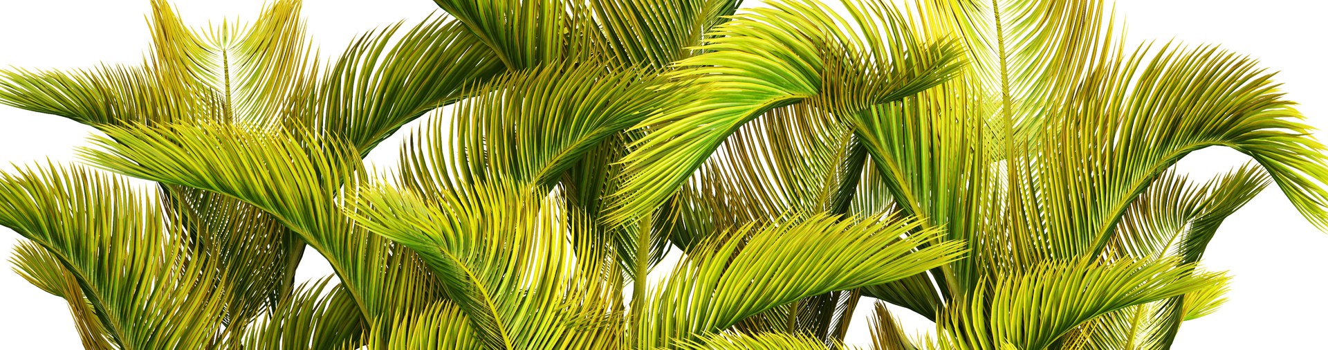 tropical plants 3D model https://p.turbosquid.com/ts-thumb/fK/8DUDvi/uOhhmdpA/dypsislutescens05/jpg/1507196181/1920x1080/fit_q87/feab383986ae1628916a006b359fc15eeddfa200/dypsislutescens05.jpg