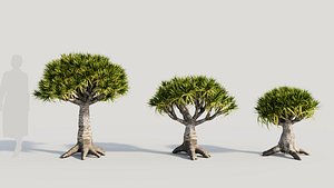 3D Dracaena draco b