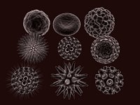 Pollen collection