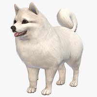 Dog - Spitz