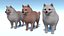 Perro - Pomerania