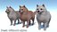 Perro - Pomerania