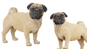 Realistic 3D model of a pug dog 3D model