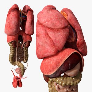 Male Internal Organs Anatomy