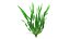 Vallisneria Spiralis, planta aquática verde natural.