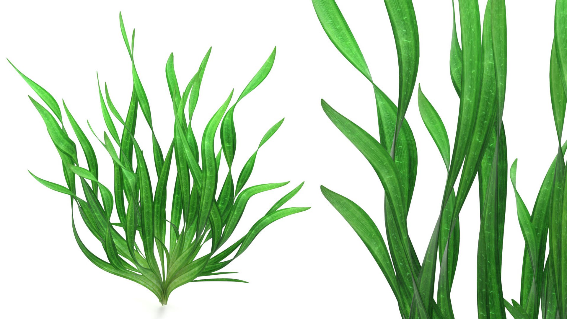 3D Natural Vallisneria Spiralis Aquatic Plant Green model https://p.turbosquid.com/ts-thumb/fK/kSjsbe/8M/natural_vallisneria_spiralis_aquatic_plant_green_006/jpg/1768574089/1920x1080/fit_q87/3fbf3e20d5b11edc30e590bf60a4d33c6250fda1/natural_vallisneria_spiralis_aquatic_plant_green_006.jpg