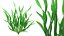Vallisneria Spiralis, planta aquática verde natural.