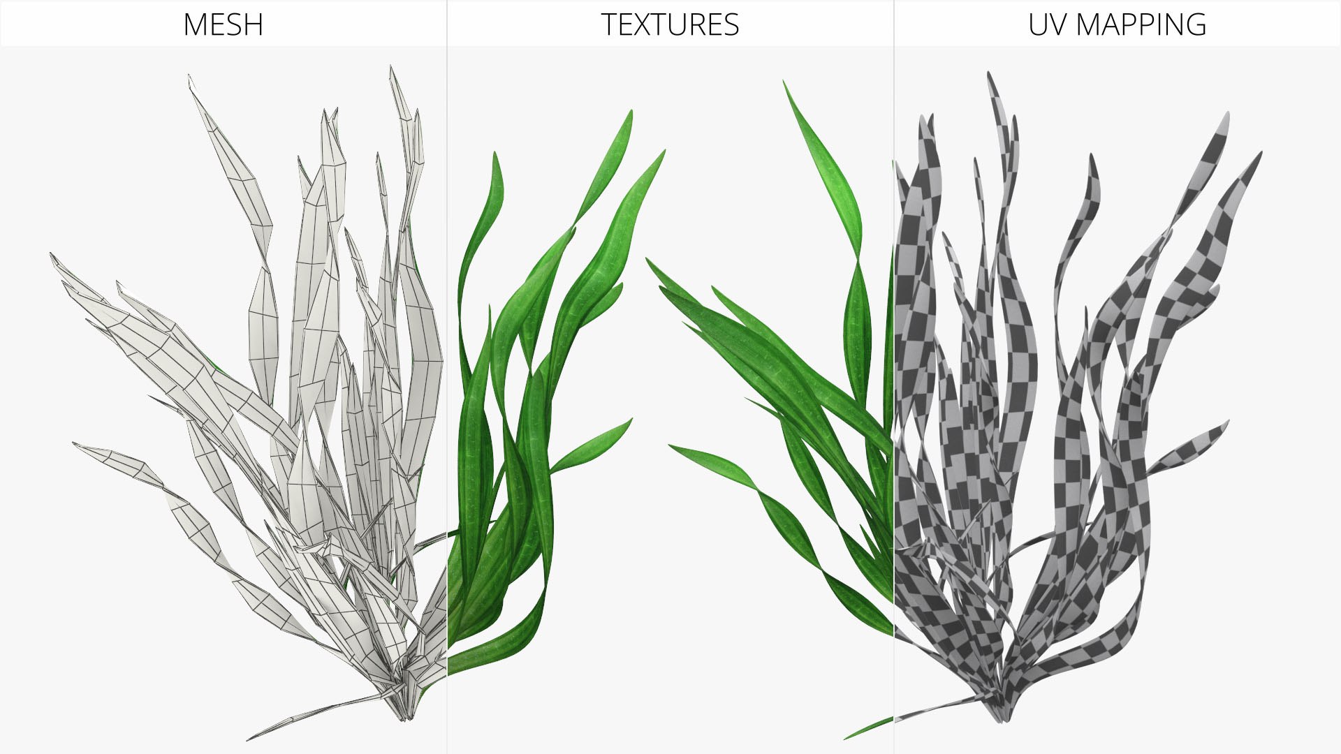 3D Natural Vallisneria Spiralis Aquatic Plant Green model https://p.turbosquid.com/ts-thumb/fK/kSjsbe/Ql/natural_vallisneria_spiralis_aquatic_plant_green_008/jpg/1768574096/1920x1080/fit_q87/1c1e69663fbc75f38ddd0bfa806fb09a5f6f6955/natural_vallisneria_spiralis_aquatic_plant_green_008.jpg