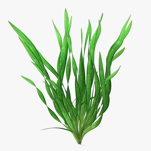 3D Natural Vallisneria Spiralis Aquatic Plant Green model