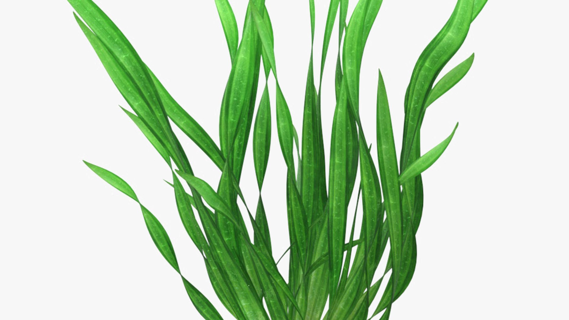 3D Natural Vallisneria Spiralis Aquatic Plant Green model https://p.turbosquid.com/ts-thumb/fK/kSjsbe/nO/natural_vallisneria_spiralis_aquatic_plant_green_005/jpg/1768574086/1920x1080/fit_q87/a640bb176375fb8b0775fa5bdfba7ee2ca234d05/natural_vallisneria_spiralis_aquatic_plant_green_005.jpg