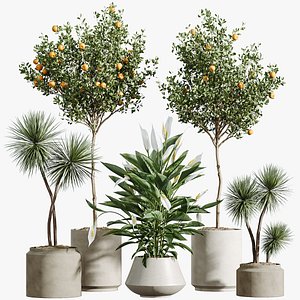 AV Indoor Plants Set 308 Fruit Orange Tree and Yucca Rostrata Palm and Lily Domino