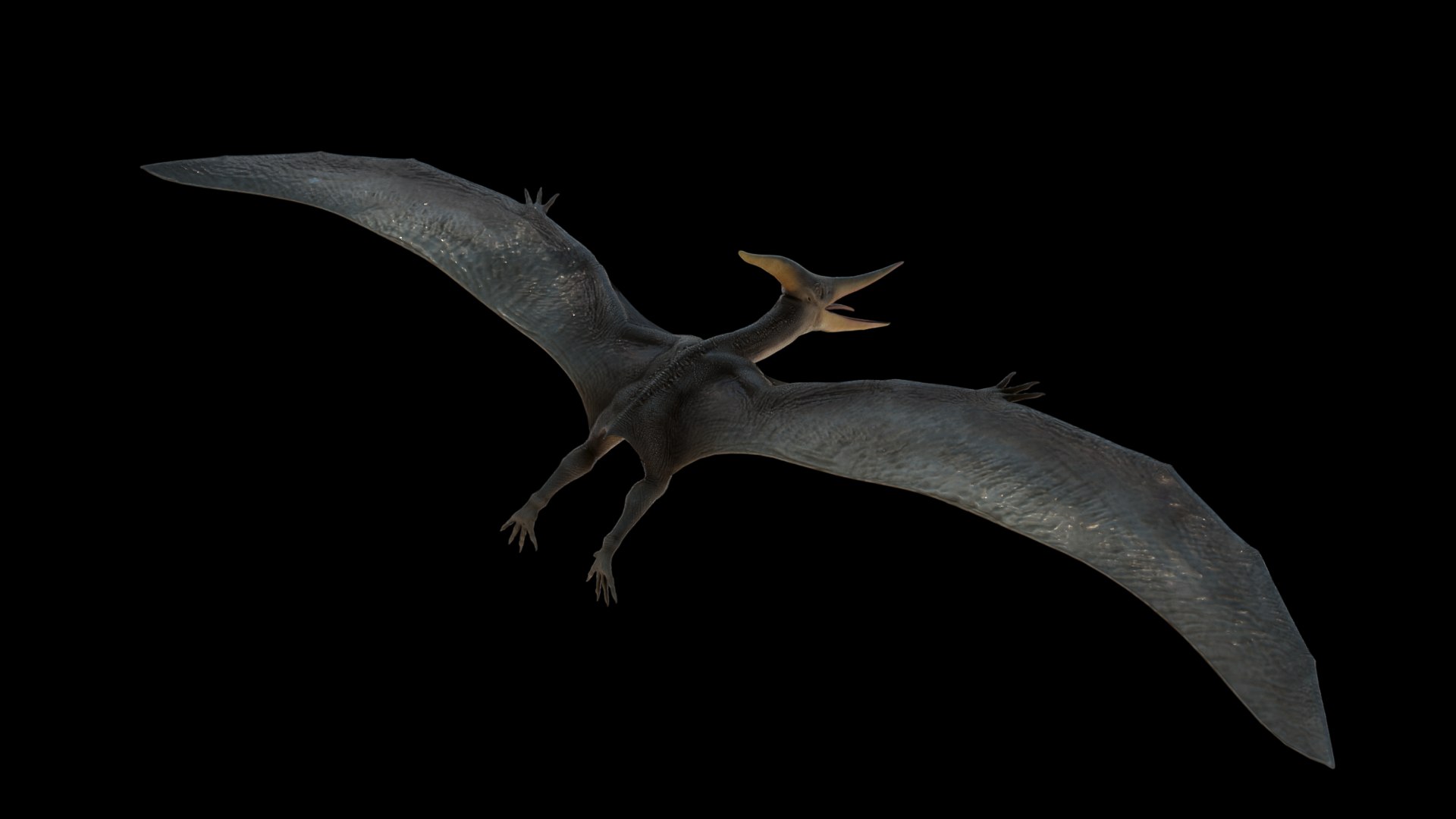 3D Model Pteranodon - TurboSquid 2074427