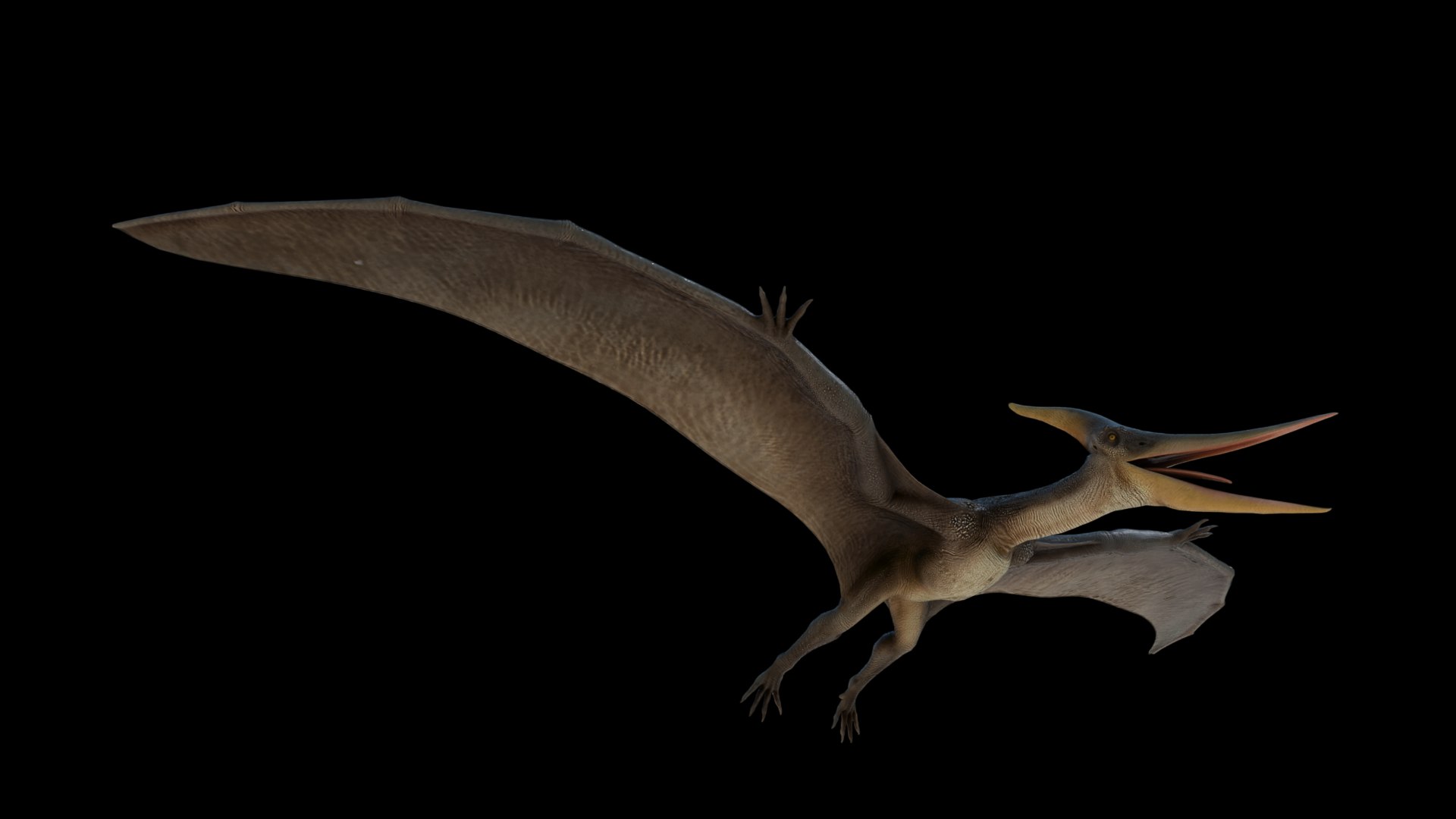 3D Model Pteranodon - TurboSquid 2074427