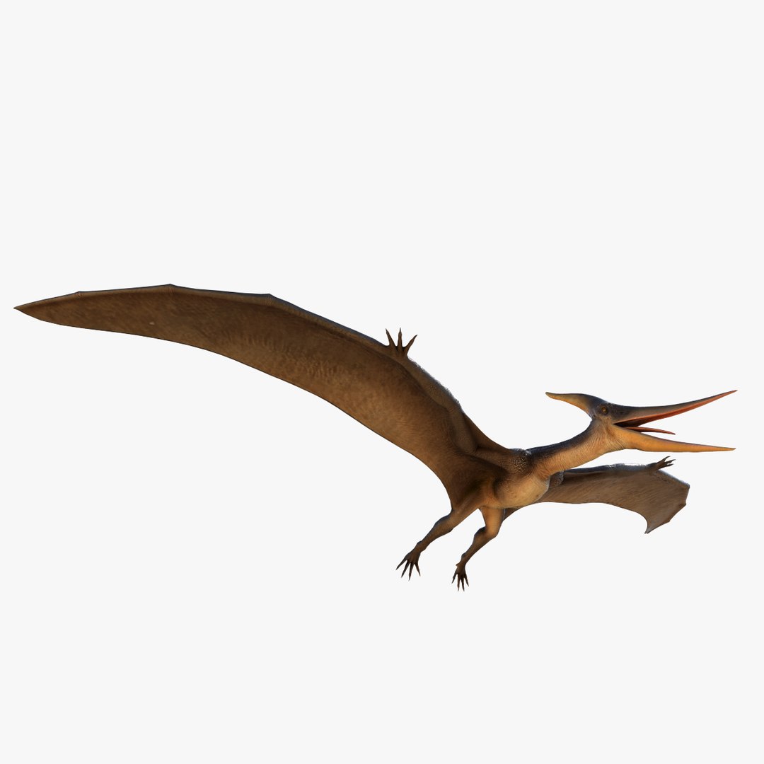 3D Model Pteranodon - TurboSquid 2074427