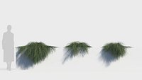 Casuarina glauca a