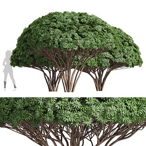 3D New Plant High detail Edgeworthia Chrysantha Grandiflora Tree model