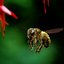 Honey Bee