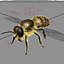 Honey Bee
