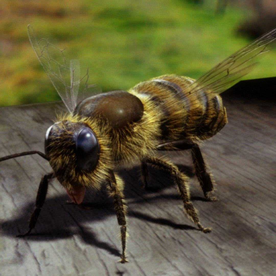 3D Honey Bee Model - TurboSquid 268420