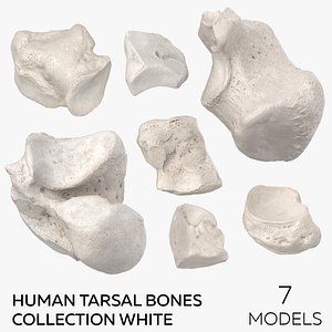 Human Tarsal Bones Collection White - 7 models