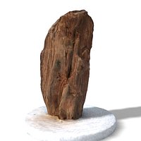 Part of a fossilized tree trunk