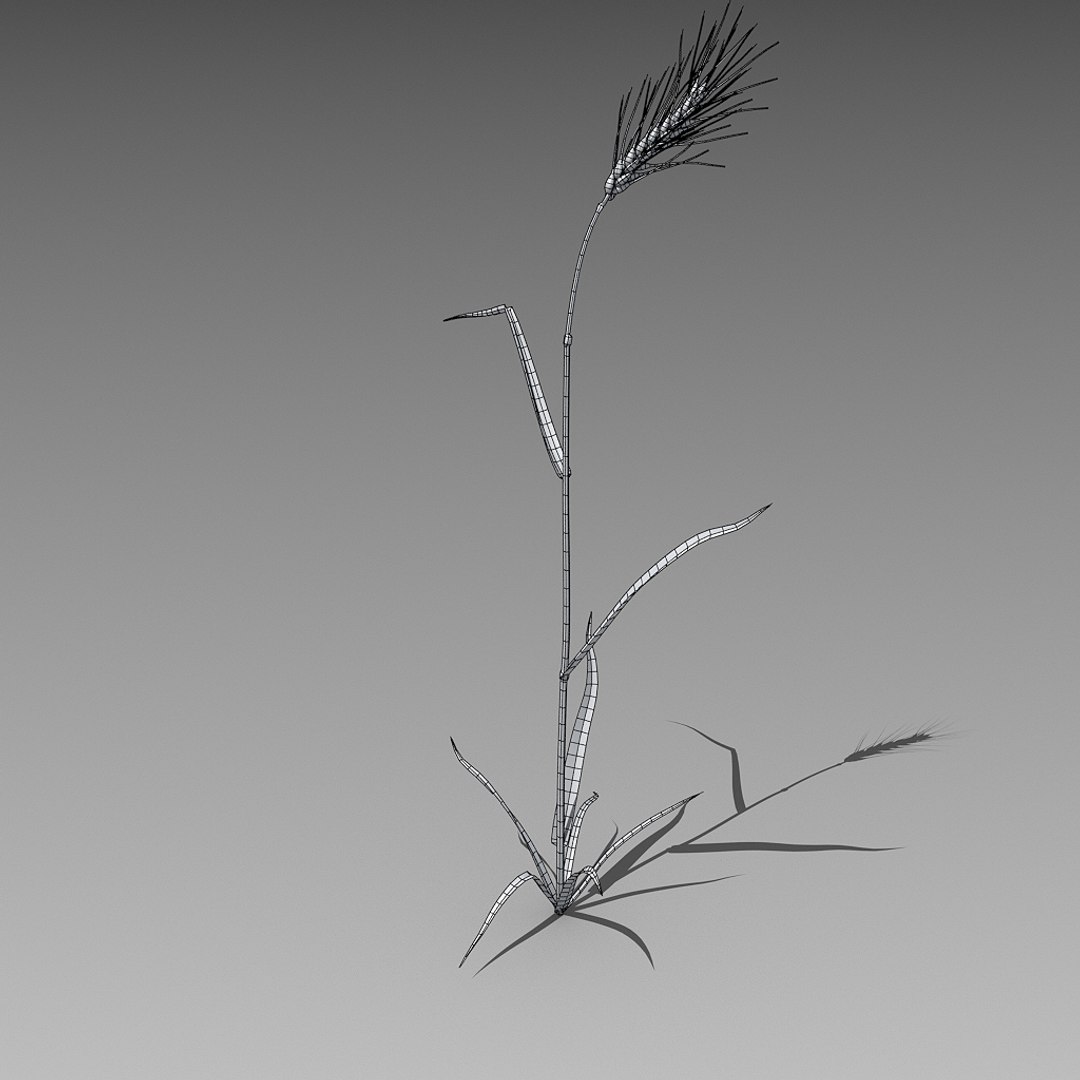 3d 18 wheat https://p.turbosquid.com/ts-thumb/fK/zeH5NM/3J/001w_sh/png/1611237763/1920x1080/fit_q87/8fa48509aa1c770bdca73f89a9eacbb6def33ccc/001w_sh.jpg