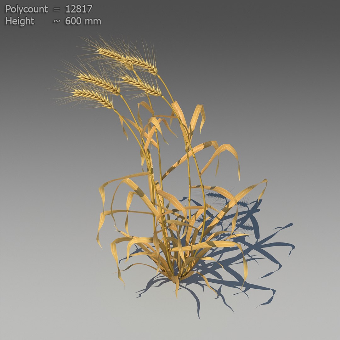 3d 18 wheat https://p.turbosquid.com/ts-thumb/fK/zeH5NM/6x4Bg29N/ts_preview_wheat_001_07/jpg/1463495367/1920x1080/fit_q87/267d7913677baf70e12fe1a6a346d6d4dceeebd6/ts_preview_wheat_001_07.jpg