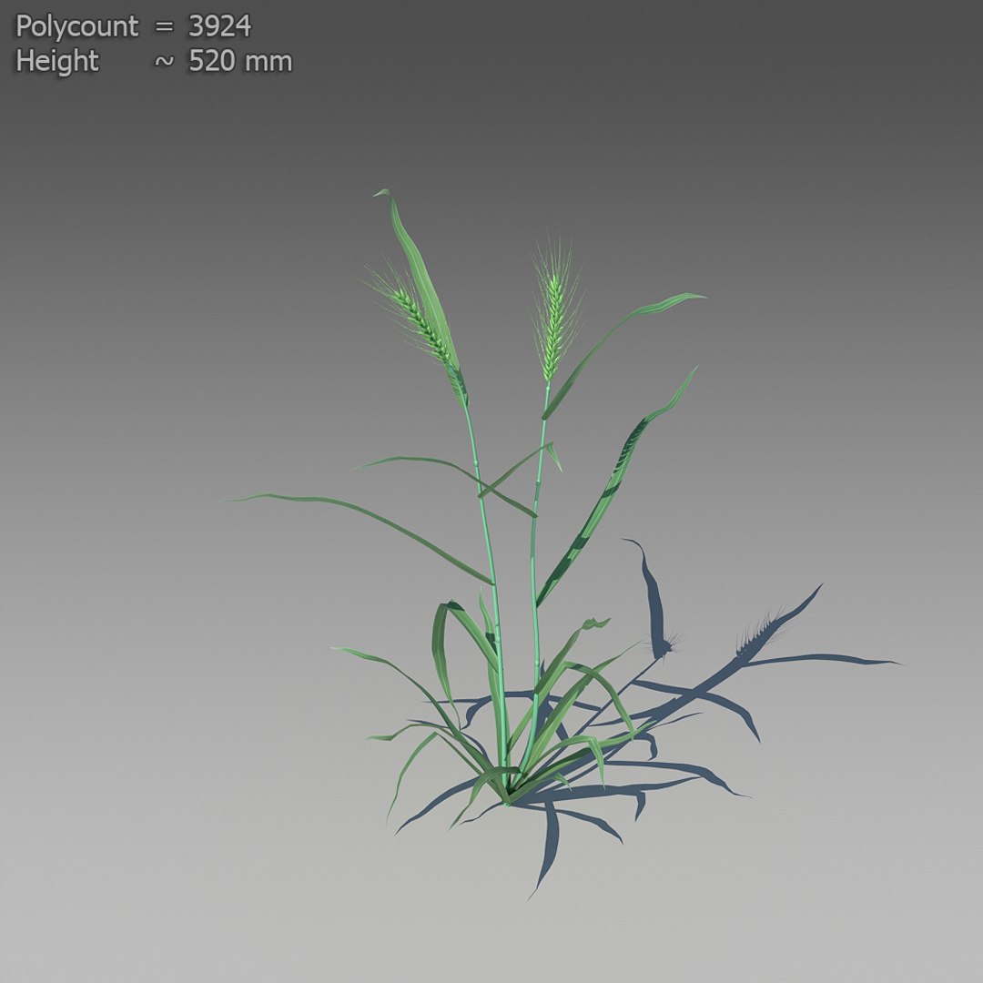3d 18 wheat https://p.turbosquid.com/ts-thumb/fK/zeH5NM/A0EplH8t/ts_preview_wheat_001_11/jpg/1463495368/1920x1080/fit_q87/84424780d0b22da569ee48495532c6b255f5cc53/ts_preview_wheat_001_11.jpg