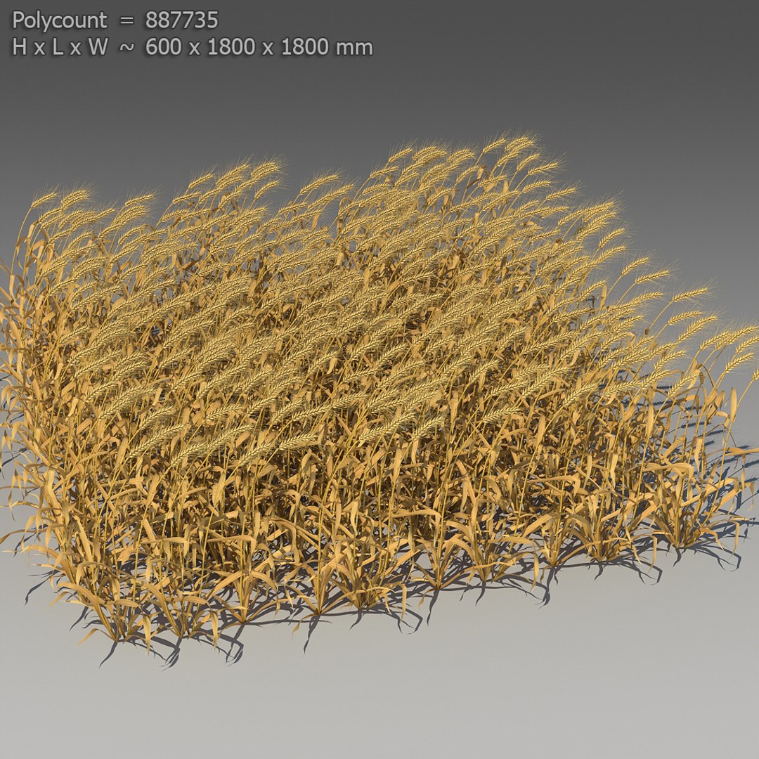 3d 18 wheat https://p.turbosquid.com/ts-thumb/fK/zeH5NM/KB8oI2zf/ts_preview_wheat_001_17/jpg/1463495273/1920x1080/fit_q87/6b9f349798d1ba4e50b3da242abf7f922232c933/ts_preview_wheat_001_17.jpg