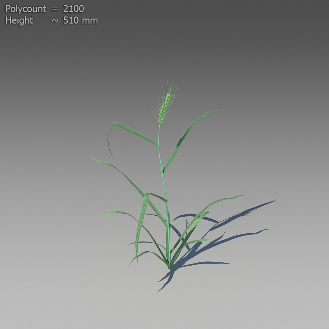 3d 18 wheat https://p.turbosquid.com/ts-thumb/fK/zeH5NM/N3eUS2Yl/ts_preview_wheat_001_10/jpg/1463495368/1920x1080/fit_q87/a45cc27b7abd74f579587e9f4c3942423cf6a58c/ts_preview_wheat_001_10.jpg