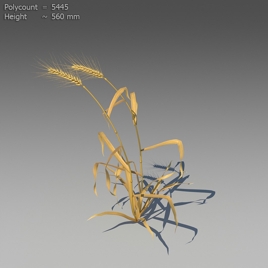 3d 18 wheat https://p.turbosquid.com/ts-thumb/fK/zeH5NM/NH9RQbd5/ts_preview_wheat_001_05/jpg/1463495367/1920x1080/fit_q87/84d26060821598331e9c4f1dc1123a408ba8da8d/ts_preview_wheat_001_05.jpg