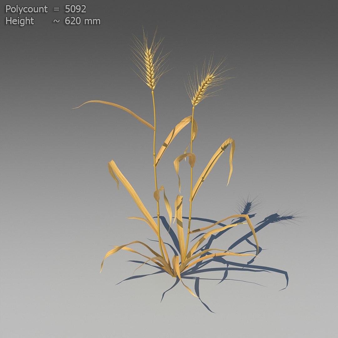 3d 18 wheat https://p.turbosquid.com/ts-thumb/fK/zeH5NM/ORawfYr5/ts_preview_wheat_001_03/jpg/1463495367/1920x1080/fit_q87/e50769a0a5ca40c3bd722113f1824b91785e0fbe/ts_preview_wheat_001_03.jpg