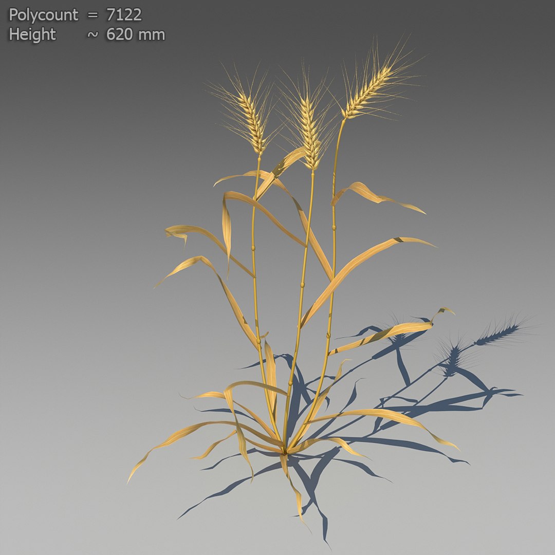3d 18 wheat https://p.turbosquid.com/ts-thumb/fK/zeH5NM/V3C7abnD/ts_preview_wheat_001_04/jpg/1463495367/1920x1080/fit_q87/afd196f65c168398fdf72cfe10a8781d5c93a98e/ts_preview_wheat_001_04.jpg