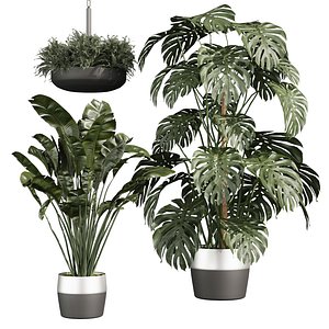 plant vol 960 - monstera - banana - fern model