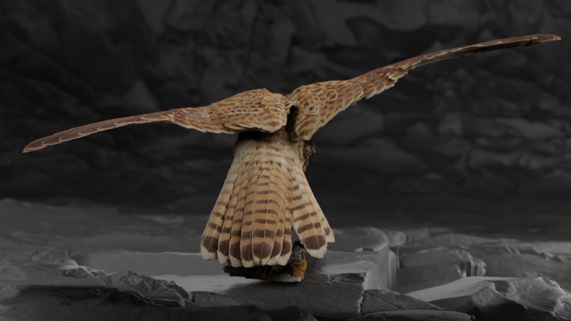 3D Photorealistic Female Kestrel Bird https://p.turbosquid.com/ts-thumb/fL/6bgT0w/1j/04_kopie/jpg/1629409192/1920x1080/fit_q87/f21ee671fc0cd30b32c878c6db9ff8317c61e7ea/04_kopie.jpg