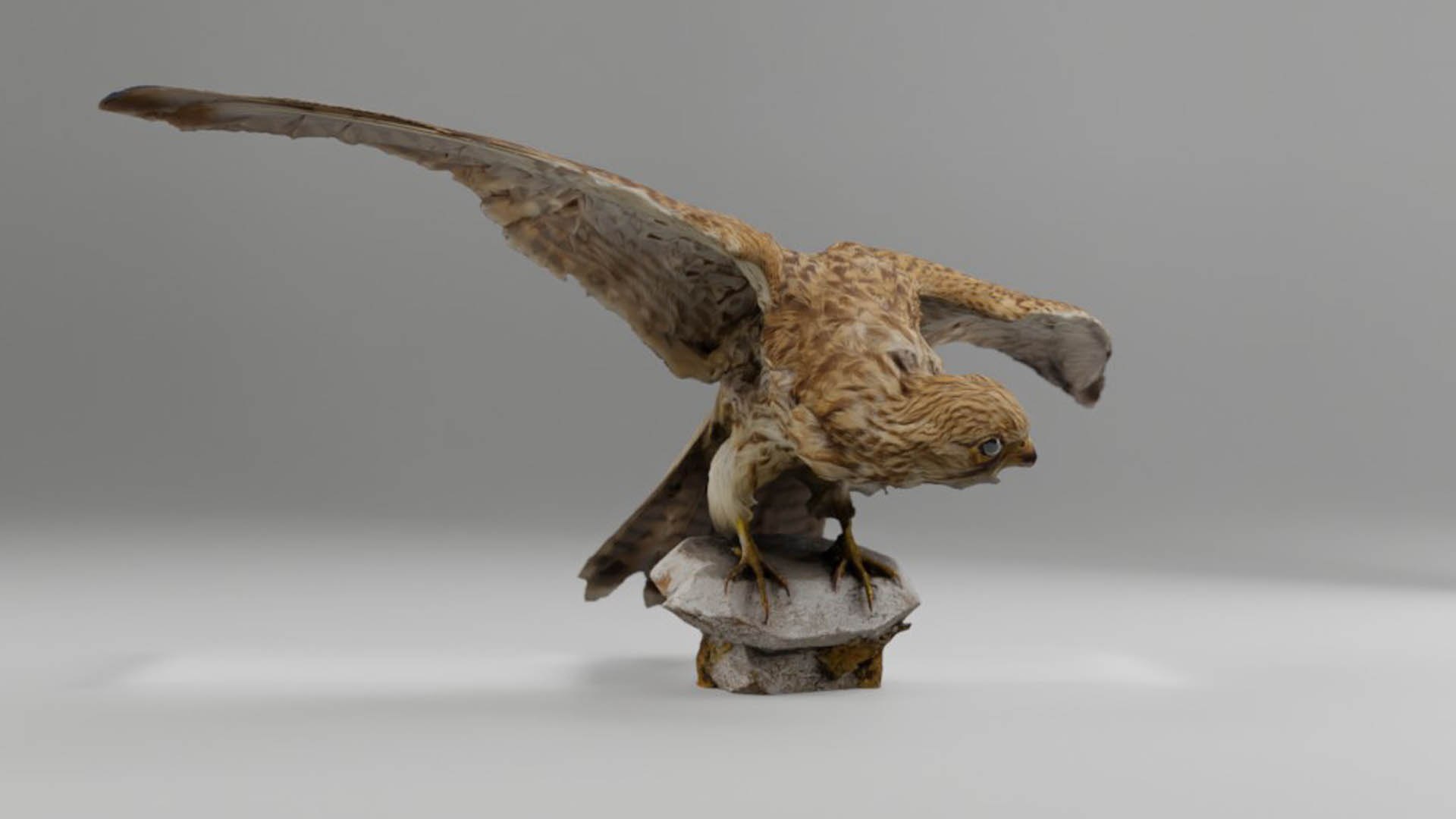 3D Photorealistic Female Kestrel Bird https://p.turbosquid.com/ts-thumb/fL/6bgT0w/53/05_kopie/jpg/1629409258/1920x1080/fit_q87/5ca9e6a65bbcf15646f06228ddfadbdbefd09b77/05_kopie.jpg