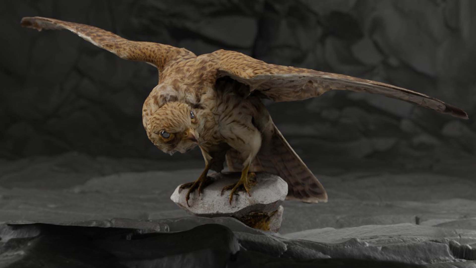 3D Photorealistic Female Kestrel Bird https://p.turbosquid.com/ts-thumb/fL/6bgT0w/DH/03_kopie/jpg/1629409116/1920x1080/fit_q87/cb1713dedd69bda7673b90b1e03164d3da4bdac4/03_kopie.jpg