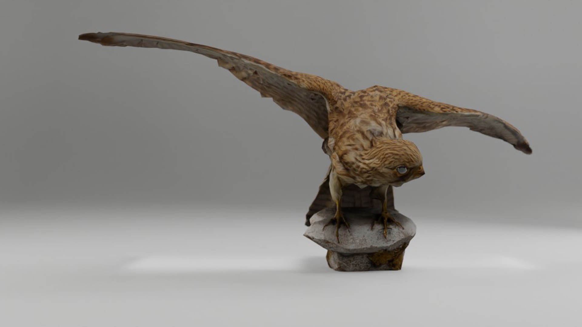 3D Photorealistic Female Kestrel Bird https://p.turbosquid.com/ts-thumb/fL/6bgT0w/eL/06_kopie/jpg/1629409488/1920x1080/fit_q87/10d88c7709ec5958d39199d866d2243c763f950a/06_kopie.jpg