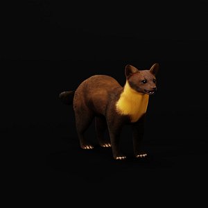 European Pine Marten